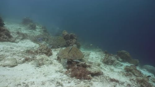 Green Sea Turtle Under Water Philippines