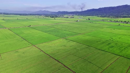 Campo de arroz en Bonao, República Dominicana. Antena hacia adelante