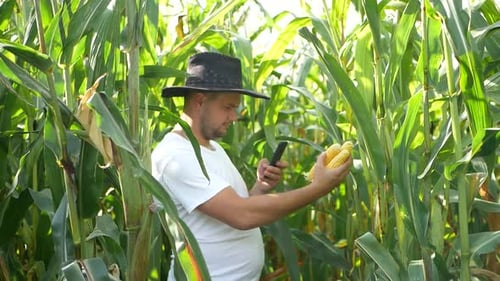 Ein Landwirt erkundet eine Maisernte