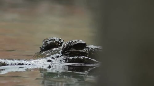 Les yeux de Gharial dans la rivière