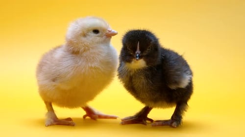 Two Adorable Baby Chicks Standing on Yellow Background