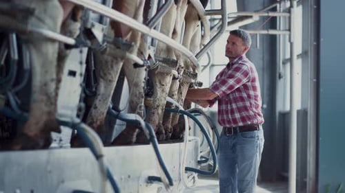 Ouvrier agricole vérifiant l'automate de traite sur l'installation mécanique