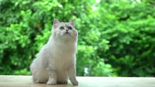 Gray Cat Sitting, Looking Around, and Jumping