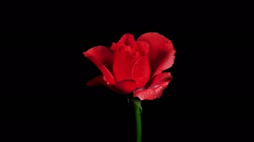 Red Rose Blooming in a Time Lapse
