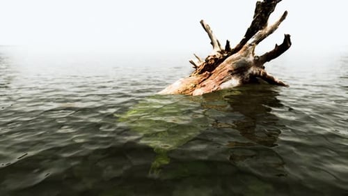 Dead Tree Branches in the Water with Fog