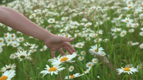 Young Child Hand Walking Through Wild Meadow Field with Daisies
