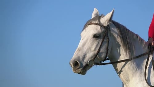 Close Up of Horse Face on Blue Sky Background. Slow Motion . Close Up