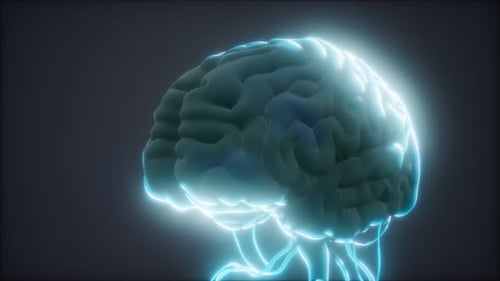 Animated Model of Human Brain