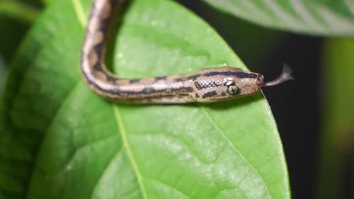 Juvenile Snake on Leaf Flicking its Tongue