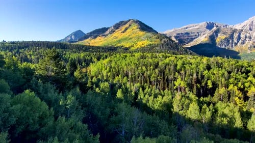 View of an aspen grove turning golden in early fall on the rugged mountains of Utah - aerial view