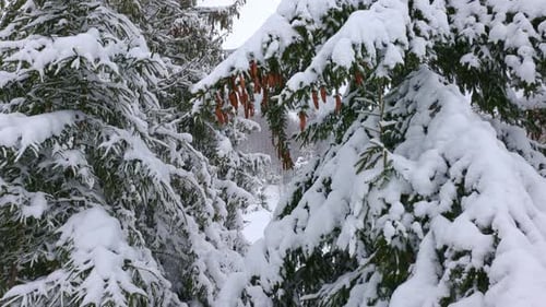 Closeup of Spruce Branches with Small Cones Against the Background of the Mountain Forests of the