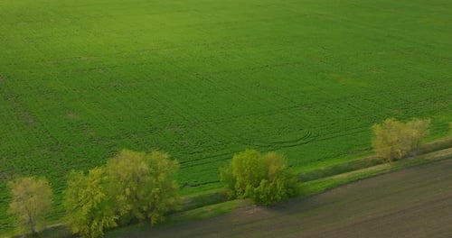 Beautiful Agricultural Land View From Drone Bright Green Plants on Field Prores