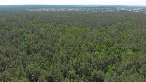 Forêt aérienne de pins verts