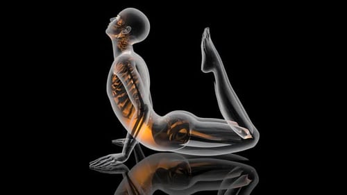 3D Human Skeleton in Yoga Cobra Pose Medical Animation