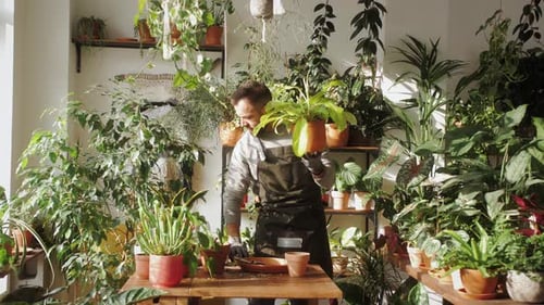Florist Man Working in Plants Shop Small European Man Cleaning Leaves Gardener in Flower Shop
