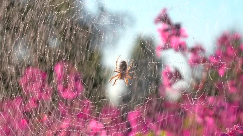 Beautiful Spider on Web in Summer Rain