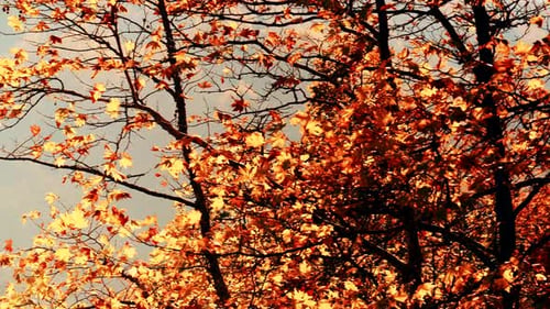 Feuilles d'arbres d'automne