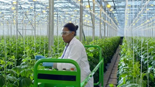 Scientist Examining Plants in Modern Greenhouse