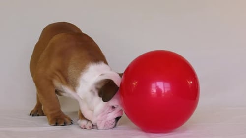 Puppy Nudging a Red Balloon Indoors