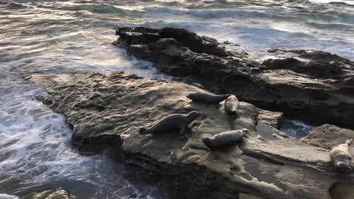 Sea Lions and Seals Napping on a Cove Under the Sun at La Jolla, San Diego, California.