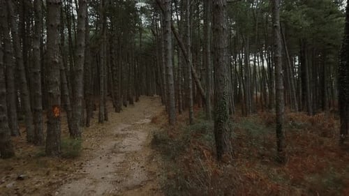 Flying through pine trees. Aerial drone gliding shot of a sunny forest park.