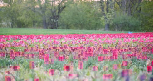 Blooming Tulips on Agriculture Field