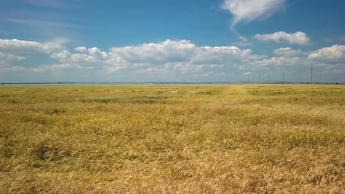 Golden Field with Ripe Rye or Wheat, Aerial View at Autumn Sunny Day
