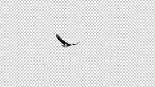 Sea Eagle - Boucle volante ronde 4K - II