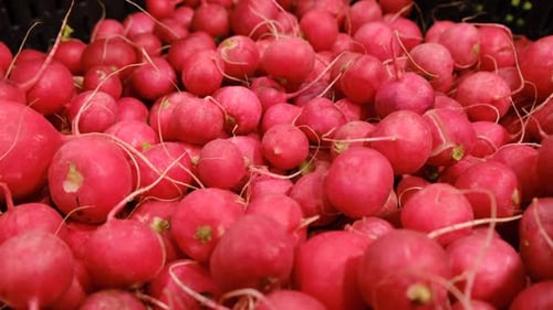 Roter Rettich auf dem Gemüsemarkt in Pappkartons