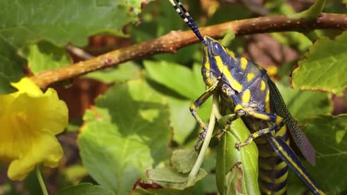 Aularches Miliaris est une espèce monotypique de sauterelle du genre Aularches