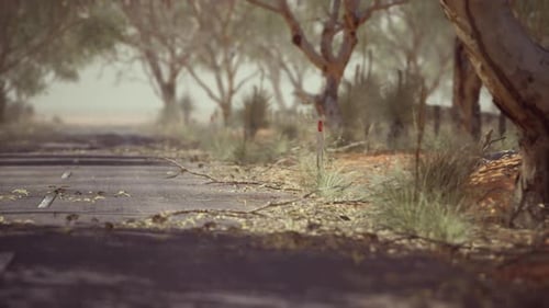 Open Road in Australia with Bush Trees