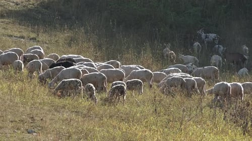 Grazing Herd of Goats, Livestock in Rural Farm