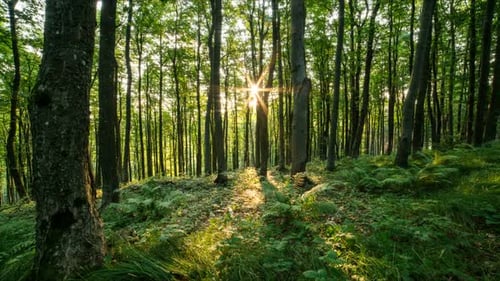 Sunrise in Forest