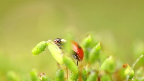 Nahaufnahme Tierwelt eines Marienkäfers im grünen Gras im Wald