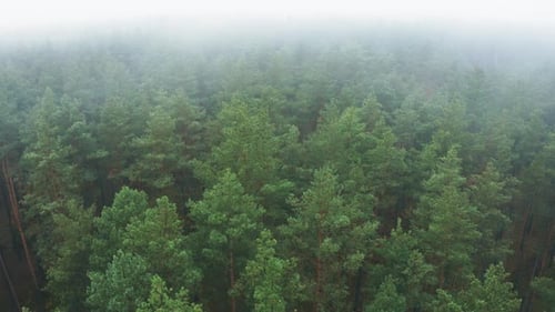 Aerial View Flight Above Amazing Misty Forest Landscape