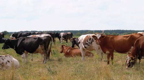 Kuhherde weidet auf der Wiese, Sommertag