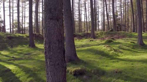 Secluded Forest With Green Mossy Floor at Sunset