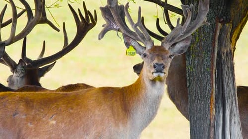 Red Deer in the Natural Environment Wild Animal Close Up