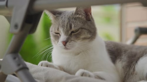Adorable Cat Relaxing on a Cushioned Chair