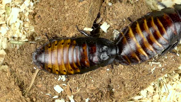 Two Cockroaches Crawling From One Corner To the Other, Nature Stock ...