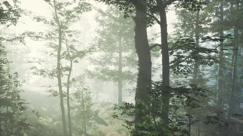 Panoramic View of the Majestic Forest in a Morning Fog