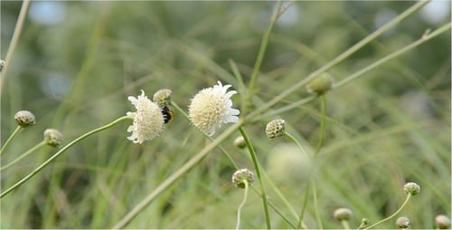 Bumblebee Pollinating White Wildflower in Green Meadow