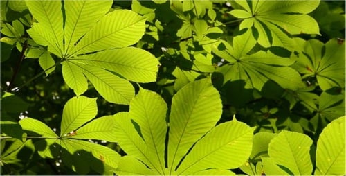 Chestnut