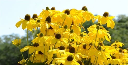 Close Up of Vibrant Yellow Flowers in Field