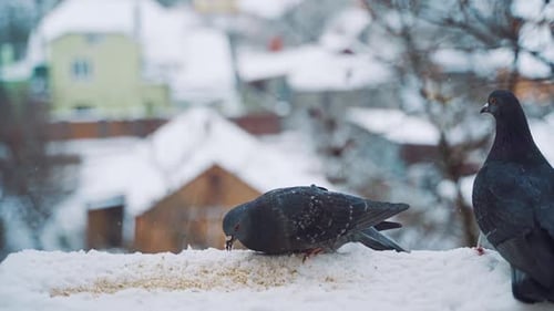 Dos simpáticas palomas están en el techo de la casa en invierno.