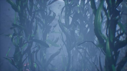 Underwater Grass Forest of Seaweed
