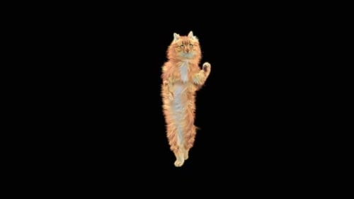 Katze tanzt HD