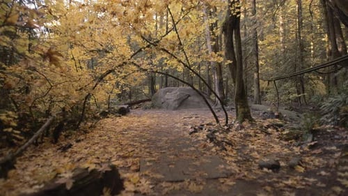 Autumn forest trail covered with yellow leaves