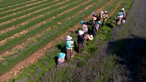 Farmers Collecting Lavender