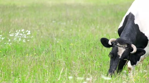 Schwarze und weiße Kuh weidet auf einem Feld mit grünem Gras.